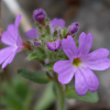 Erinus alpinus - Abriachan Nurseries, The Garden On Loch Ness